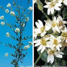 Attēlu rezultāti vaicājumam “Berteroa incana flower”