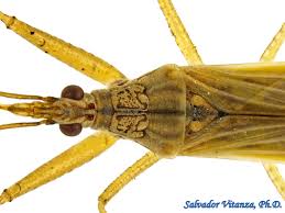 Attēlu rezultāti vaicājumam “Nabidae”