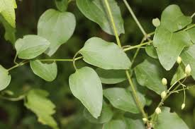 Attēlu rezultāti vaicājumam “Clematis leaf”