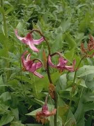 Attēlu rezultāti vaicājumam “Lilium martagon leaf”