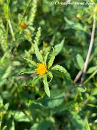 Attēlu rezultāti vaicājumam “Bidens frondosa flower”