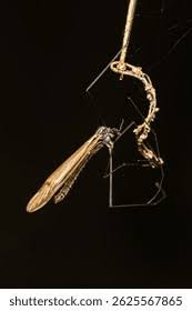 Attēlu rezultāti vaicājumam “Nematocera”