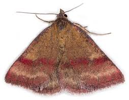 Attēlu rezultāti vaicājumam “Phytometra viridaria”