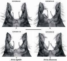 Attēlu rezultāti vaicājumam “Aricia artaxerxes  male”