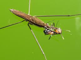 Attēlu rezultāti vaicājumam “Limnoporus rufoscutellatus”