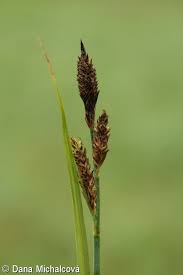 Attēlu rezultāti vaicājumam “Carex hartmanii”
