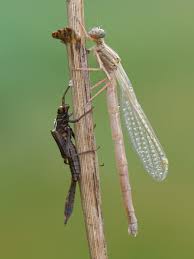 Attēlu rezultāti vaicājumam “Platycnemis pennipes female”