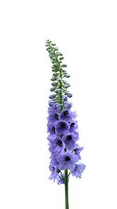 Attēlu rezultāti vaicājumam “Consolida regalis bud”