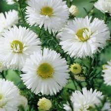 Attēlu rezultāti vaicājumam “Symphyotrichum x salignum leaf”