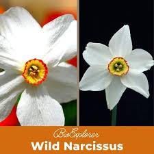 Attēlu rezultāti vaicājumam “Narcissus poeticus”
