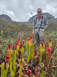 Attēlu rezultāti vaicājumam “Cystiphora sanguinea”