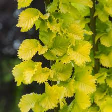 Attēlu rezultāti vaicājumam “Ulmus x hollandica”