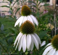 Attēlu rezultāti vaicājumam “Echinacea purpurea bud”