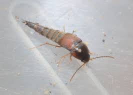 Attēlu rezultāti vaicājumam “Sepedophilus sp.”