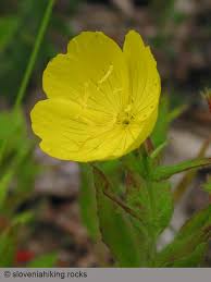 Attēlu rezultāti vaicājumam “Onagraceae”