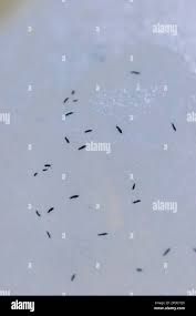 Attēlu rezultāti vaicājumam “Hypogastrura sp.”