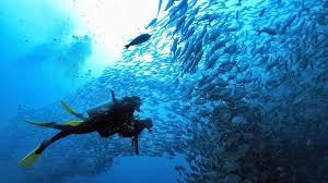 Image result for Dive Barracuda