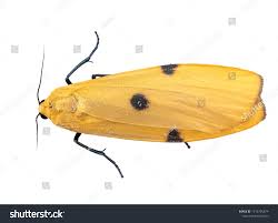 Attēlu rezultāti vaicājumam “Lithosia quadra male”