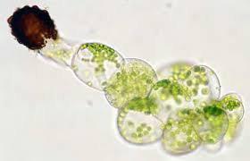 Attēlu rezultāti vaicājumam “Tritomaria exsecta macro”