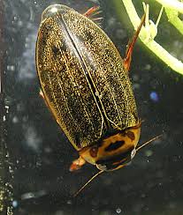 Attēlu rezultāti vaicājumam “Rhantus frontalis”
