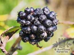 Attēlu rezultāti vaicājumam “Eleutherococcus sessiliflorus”