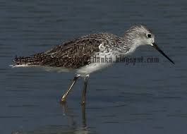 Attēlu rezultāti vaicājumam “Tringa stagnatilis”