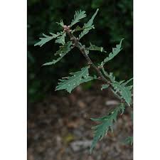 Attēlu rezultāti vaicājumam “Quercus robur fo. pectinata”