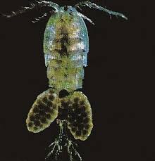 Attēlu rezultāti vaicājumam “Copepoda”