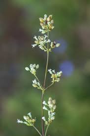 Attēlu rezultāti vaicājumam “Silene wolgensis”