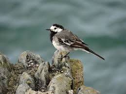 Attēlu rezultāti vaicājumam “Motacillidae”