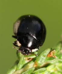 Attēlu rezultāti vaicājumam “Coccinella hieroglyphica”