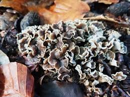 Attēlu rezultāti vaicājumam “Pseudocraterellus”