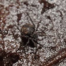 Attēlu rezultāti vaicājumam “Belbodamaeus sp.”