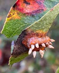 Attēlu rezultāti vaicājumam “Gymnosporangium sabinae”