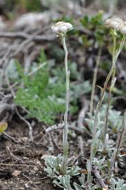 Attēlu rezultāti vaicājumam “Antennaria dioica fruit”