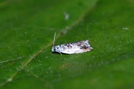 Attēlu rezultāti vaicājumam “Ancylis laetana”