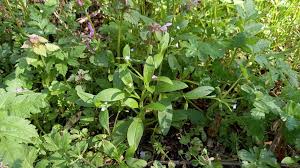 Attēlu rezultāti vaicājumam “Myosotis sparsiflora flower”