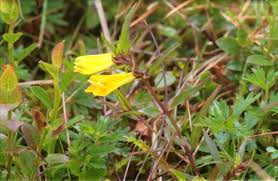 Attēlu rezultāti vaicājumam “Melampyrum pratense leaf”