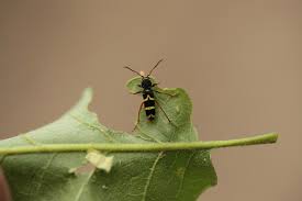 Attēlu rezultāti vaicājumam “Clytus arietis”
