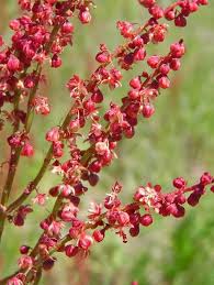 Attēlu rezultāti vaicājumam “Rumex acetosa flower”