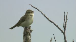 Image result for Phylloscopus borealis