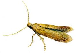 Attēlu rezultāti vaicājumam “Tischeria ekebladella”