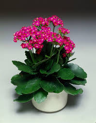 Image result for Kalanchoe blossfeldiana