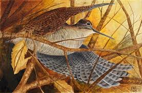 Attēlu rezultāti vaicājumam “Scolopax rusticola eggs”