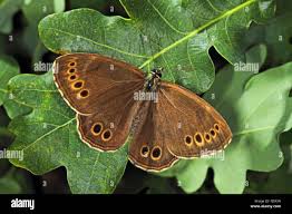 Attēlu rezultāti vaicājumam “Lopinga achine underside”