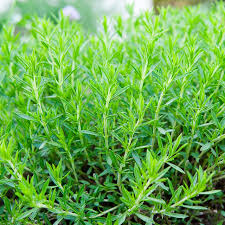 Image result for Artemisia dracunculus