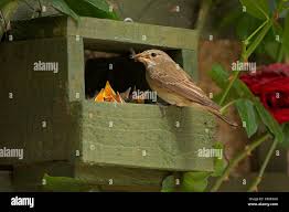 Attēlu rezultāti vaicājumam “Muscicapa striata adult”