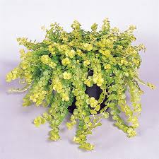 Image result for Lysimachia nummularia