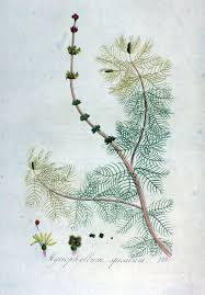 Attēlu rezultāti vaicājumam “Myriophyllum spicatum”