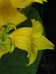 Attēlu rezultāti vaicājumam “Thladiantha dubia flower”